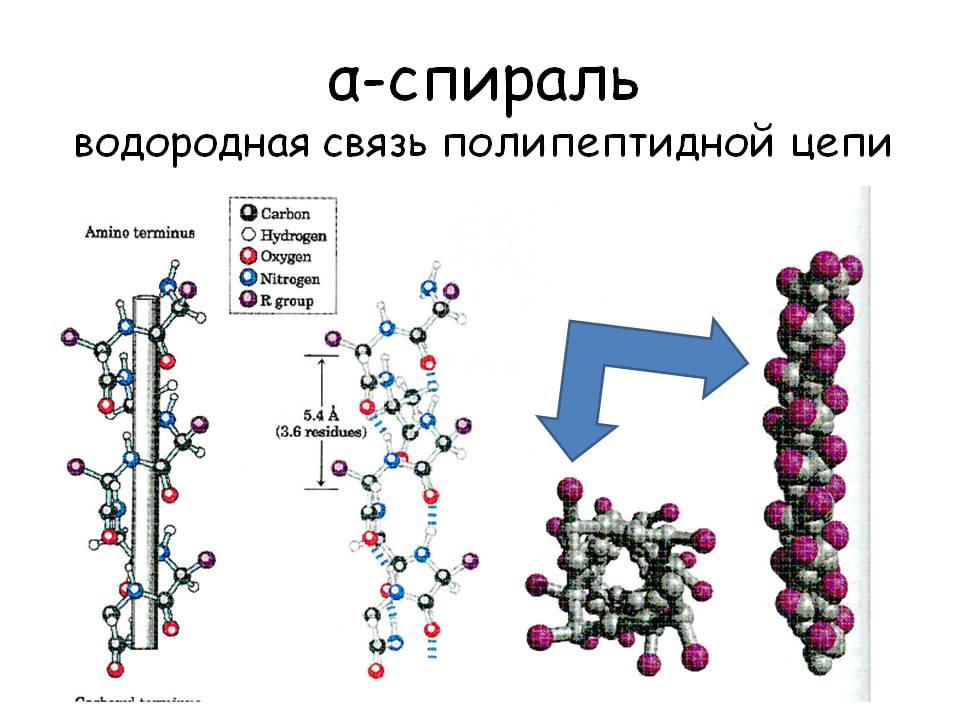 В цепи водородные связи. Водородная связь в полипептидной цепи. Водородная связь это в биологии. Спираль ДНК водородные связи. Водородная спираль.