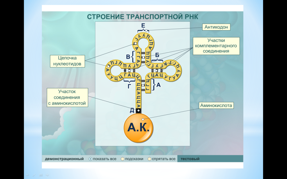 Строение молекулы рнк схема