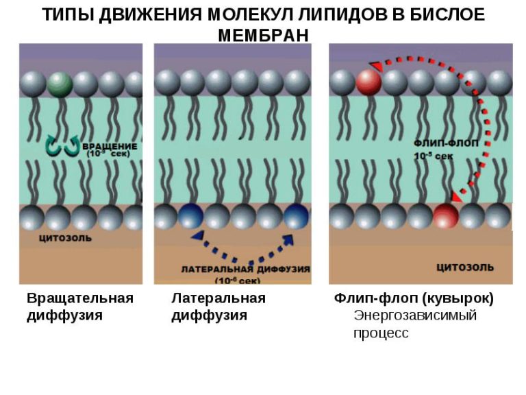 Флип флоп как сделать в фотошопе