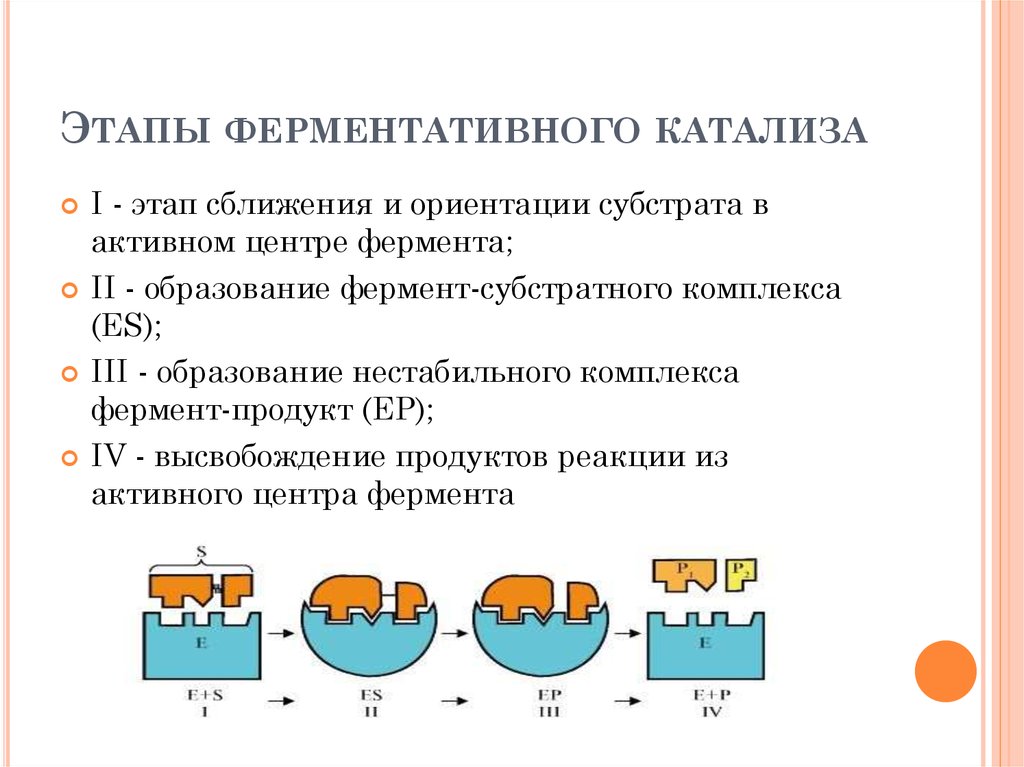 Схема ферментативной реакции